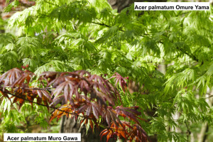 Acer palmatum Muro Gawa & Omure Yama    